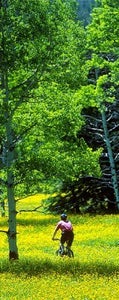 While most of South Dakota is prairie, the Black Hills are heavily forested.