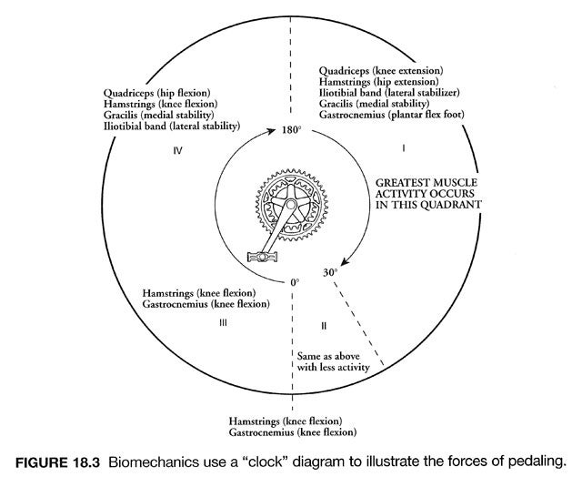 APMG_Figure18.3_scan_72dpi_