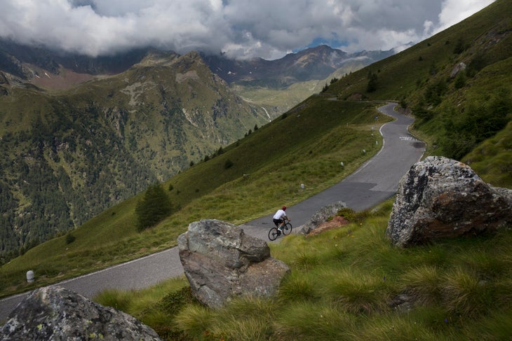 Gavia