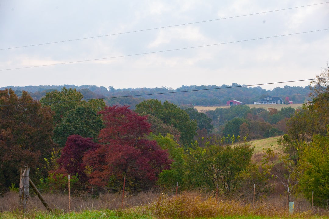 Arkansas foliage