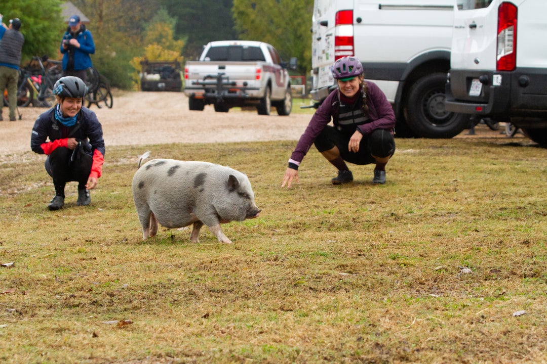 Pig