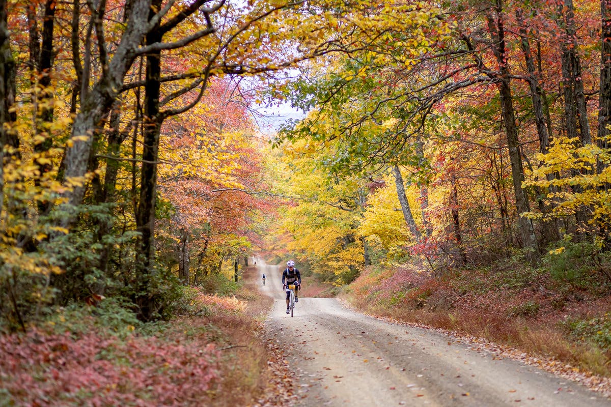 Fogliame di punta a UnPAved