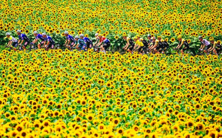 The peloton passes between two sunflower fields