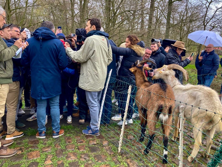 goats clean up the cobblestone sector Trouée d'Arenberg at Paris-Roubaix.