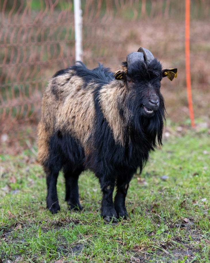 goats clean up the cobblestone sector Trouée d'Arenberg at Paris-Roubaix.