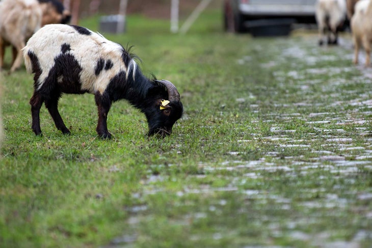 goats clean up the cobblestone sector Trouée d'Arenberg at Paris-Roubaix.