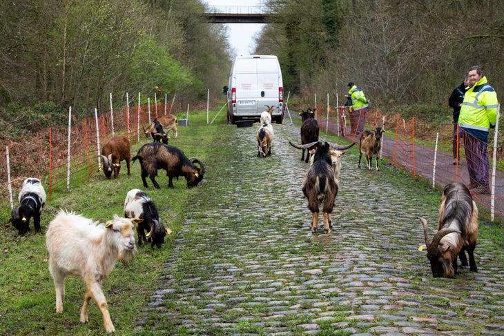 goats clean up the cobblestone sector Trouée d'Arenberg at Paris-Roubaix.
