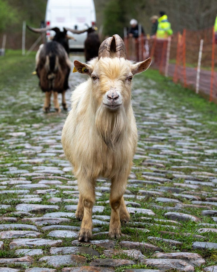 goats clean up the cobblestone sector Trouée d'Arenberg at Paris-Roubaix.