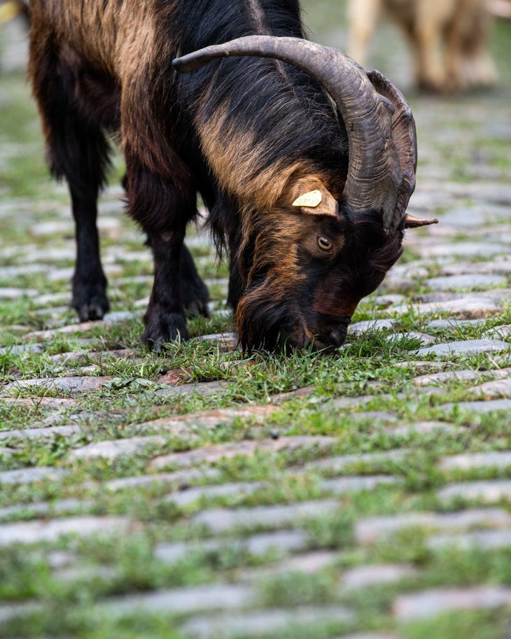 goats clean up the cobblestone sector Trouée d'Arenberg at Paris-Roubaix.
