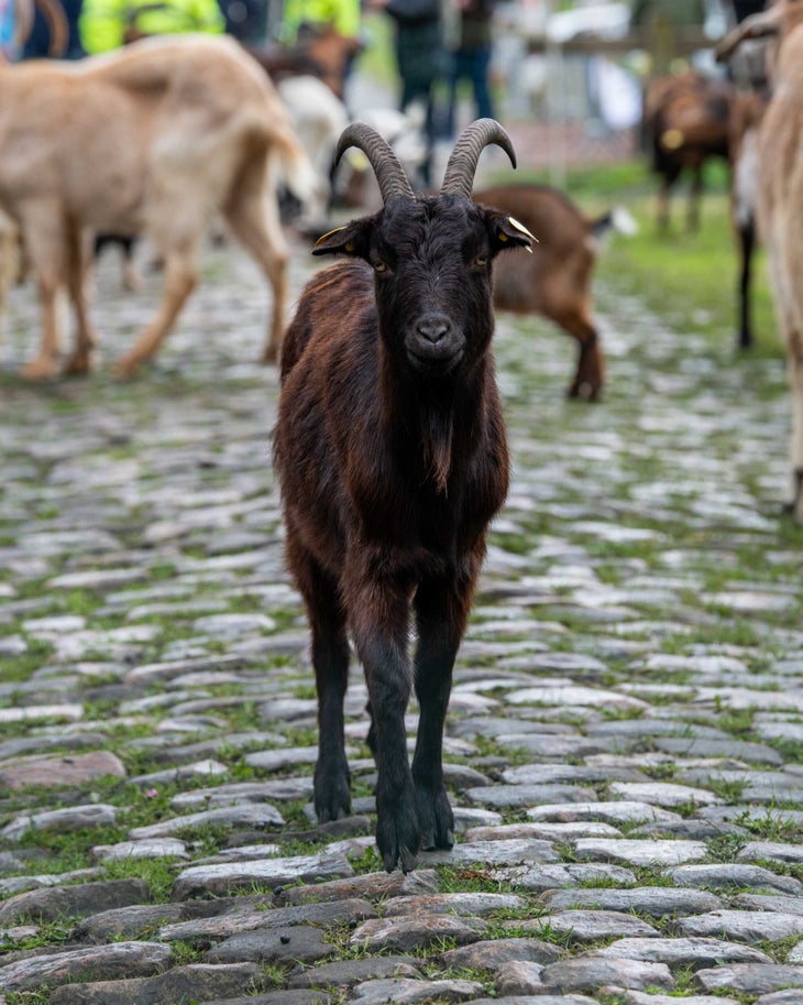 goats clean up the cobblestone sector Trouée d'Arenberg at Paris-Roubaix.