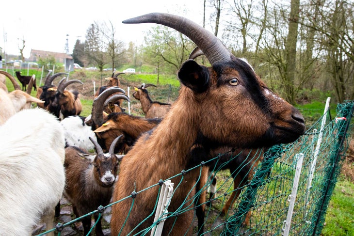 goats clean up the cobblestone sector Trouée d'Arenberg at Paris-Roubaix.