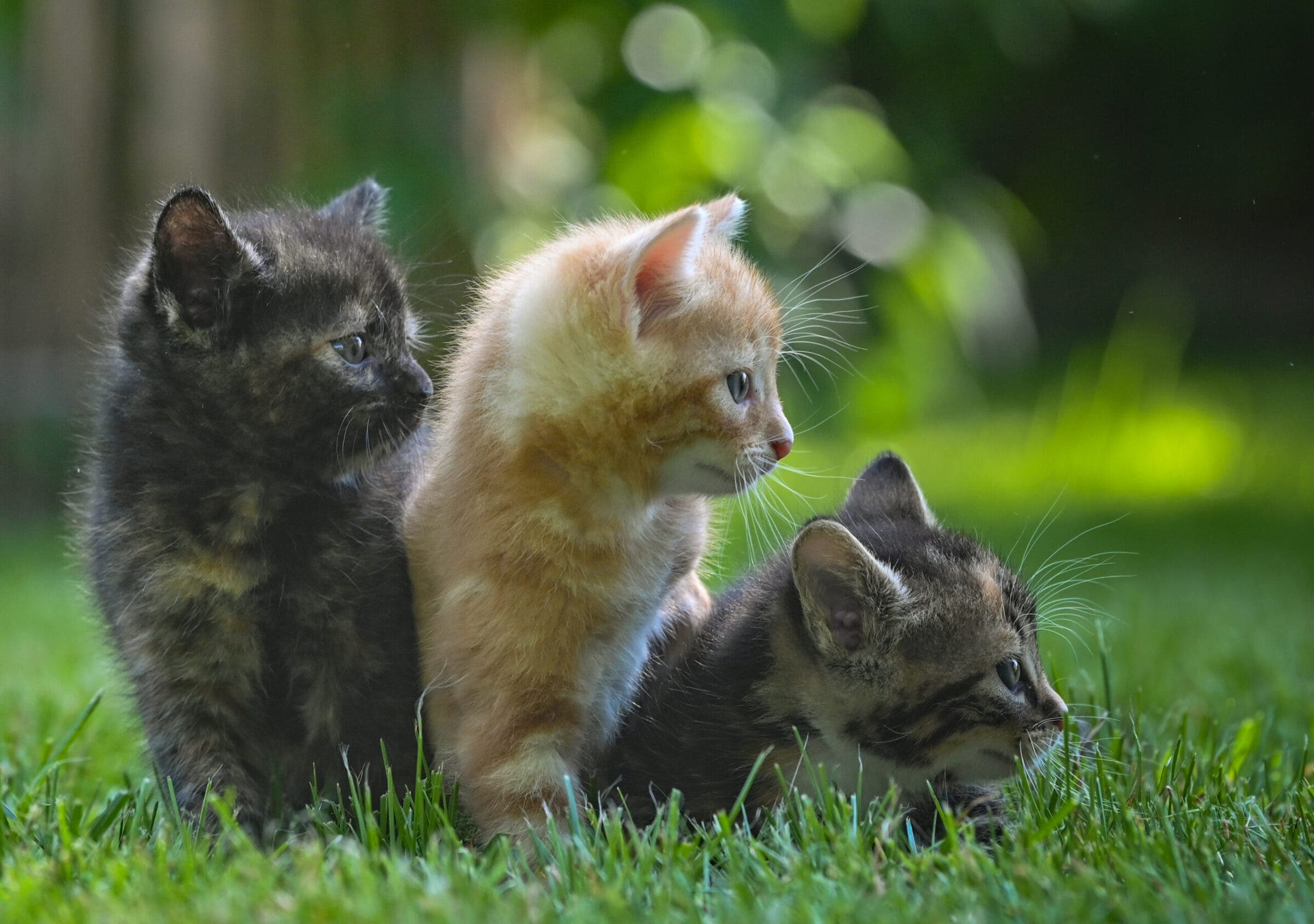 Kittens Racing Outside Cyclists Rescue Kittens at Gravel Race