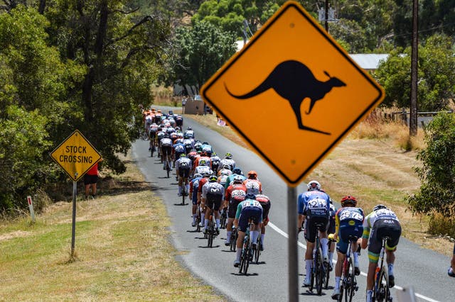 Jay Vine Wraps up GC Victory at Tour Down Under after Close Call with Kangaroo