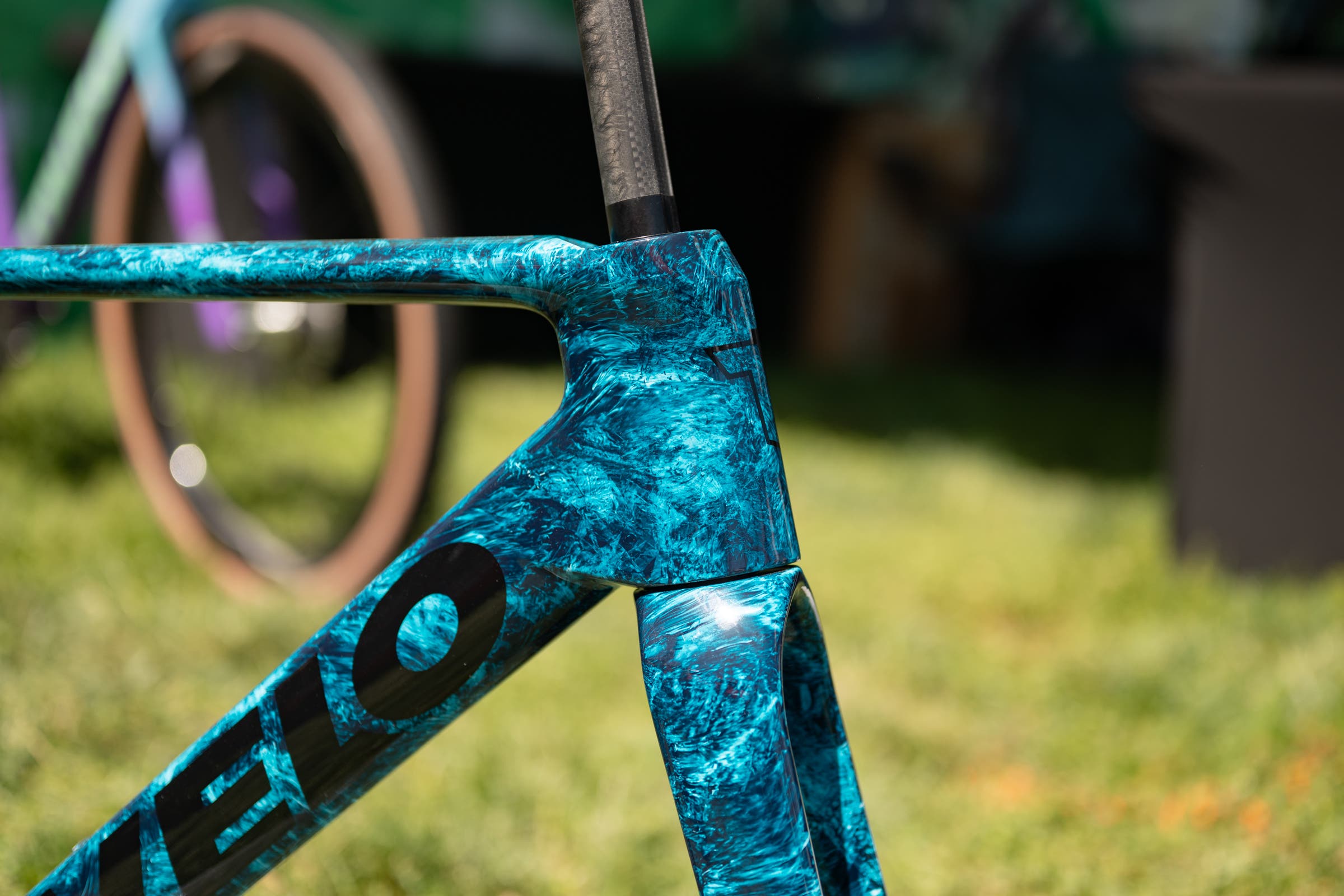 unnamed Tavelo at Sea Otter